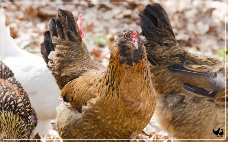 araucana rooster vs hen