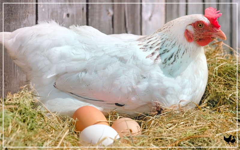 chicken egg production by breed