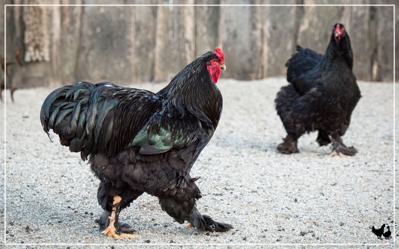 The Livestock Conservancy - Jersey Giants are dual purpose chickens, but  excel as a meat bird with their great body size. This aptly named breed is  the largest purebred chicken, weighing between