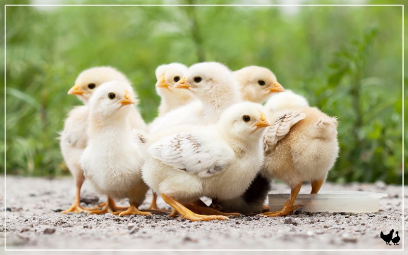 Images Of Chicken Baby