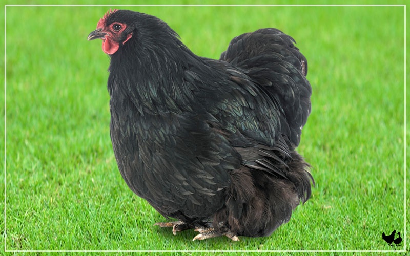 black buff orpington roosters