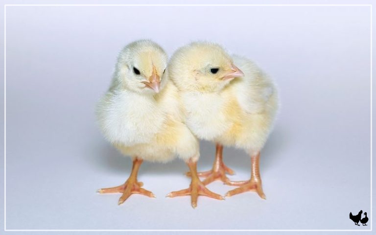 Tan Chicken California White Chickens - Breed Profile & Facts - LearnPoultry