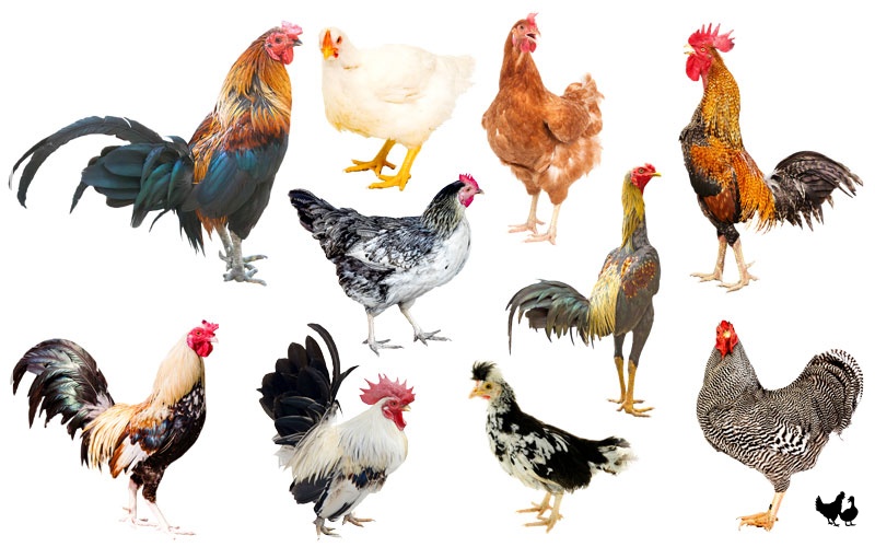 Chicken Breeds Facts Types And Pictures | Sexiz Pix