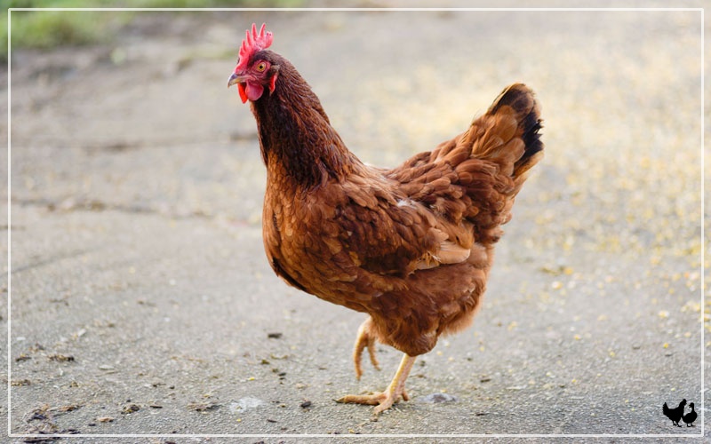 Rhode Island Red Chicken Breed Profile And Facts Learnpoultry