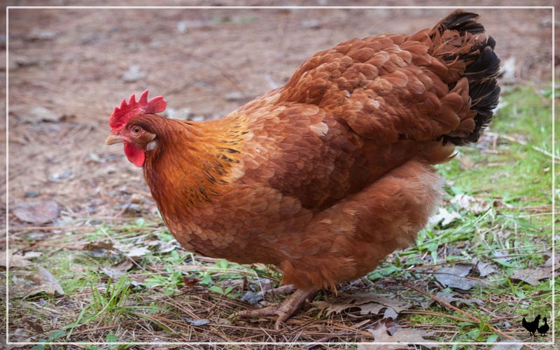 Heritage Rhode Island Red LOCAL PICKUP ONLY Lupon gov ph