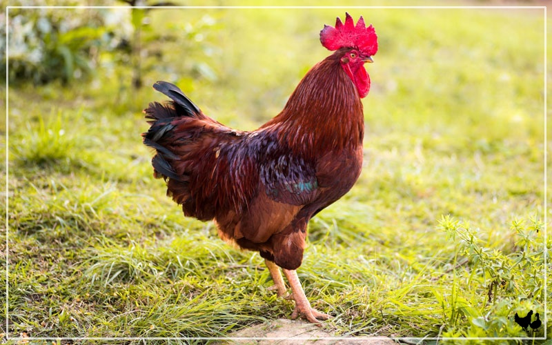 Rhode Island Red Chicken Breed Profile And Facts Learnpoultry