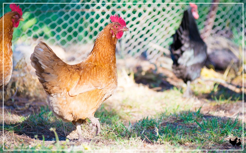 Why Have My Chickens Stopped Laying Eggs in Summer? LearnPoultry