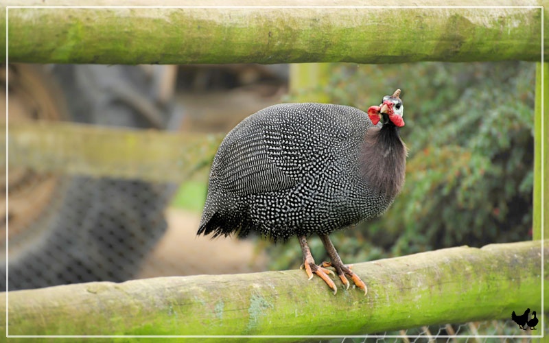 The Seven top facts about Guinea Fowl (discovered by a new owner) - Country  Smallholding