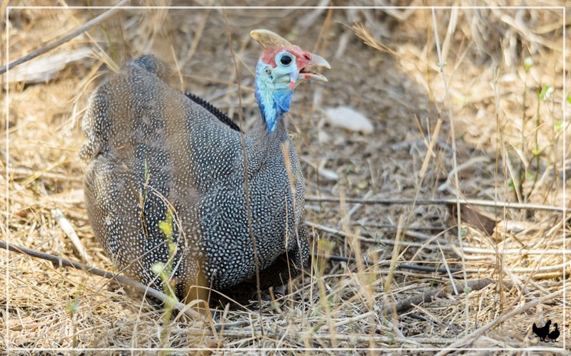 Do Guinea Fowl Lay Eggs? Everything You Should Know - LearnPoultry