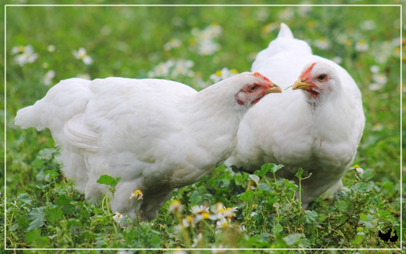 Naked Neck Chicken Breed Profile And Facts Learnpoultry