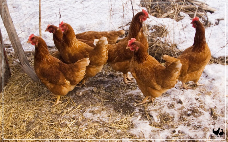 7 Best Chicken Coop Bedding For Winter LearnPoultry