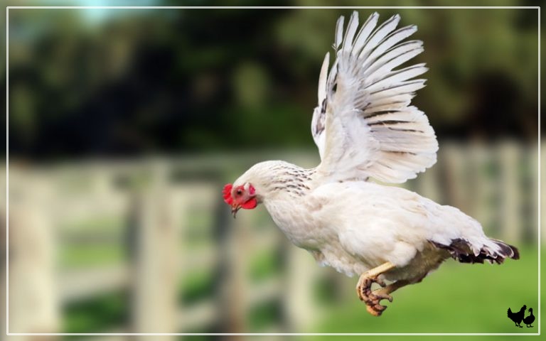 how high can a chicken fly with clipped wings
