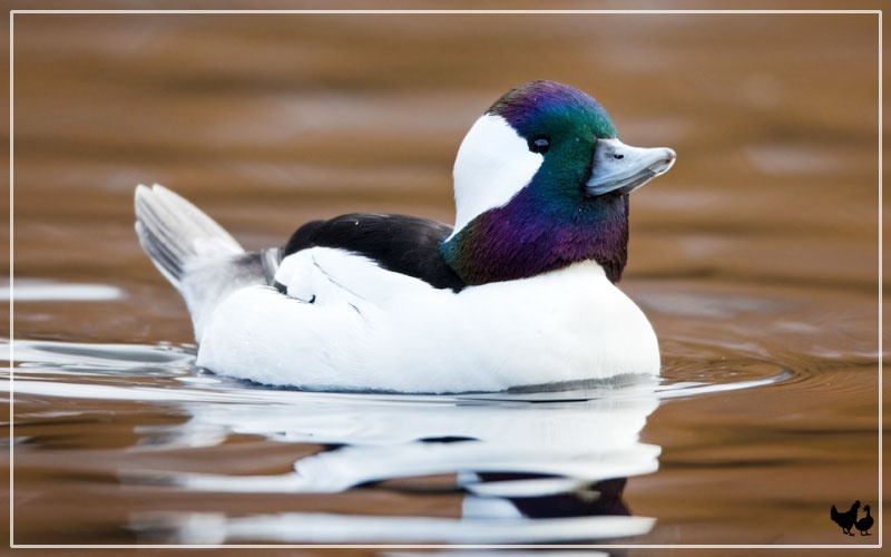 are bufflehead ducks good to eat Are Bufflehead Ducks Good to Eat?