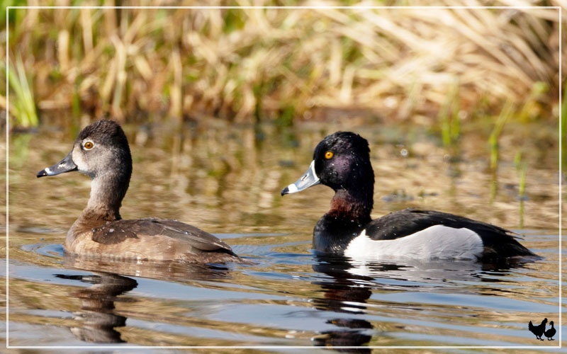 hen ringneck duck