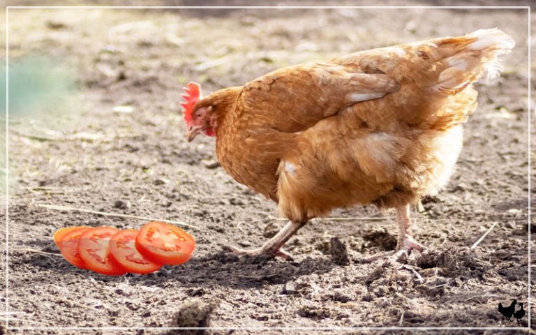 Crisp Can Chickens Eat Tomato Plants Photo Illustration Crisp Can Chickens Eat Tomato Plants Photo Illustration