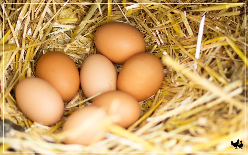 Can You Eat Fertilized Chicken Eggs? LearnPoultry