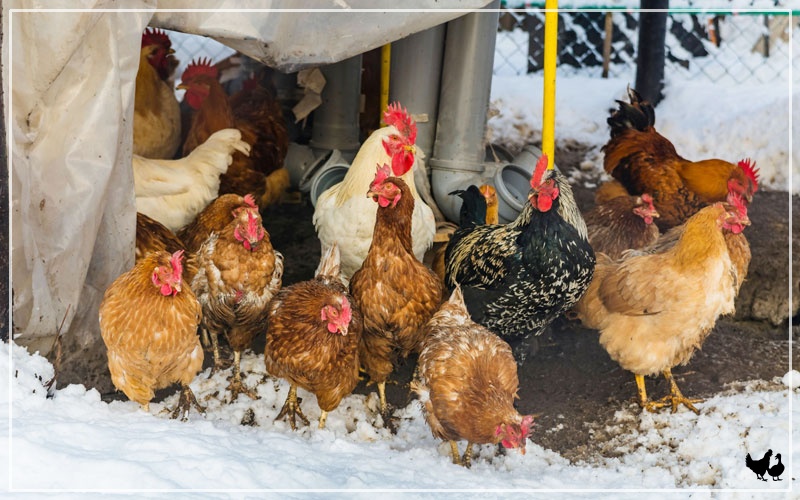 How to Keep Chickens Warm in Winter Without Electricity - Simplify