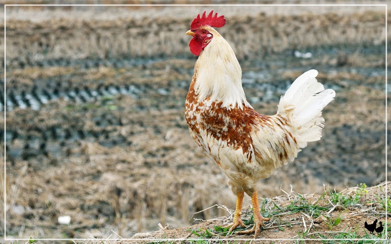 what-is-a-male-chicken-called-learnpoultry