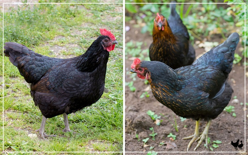 australorp rooster vs hen