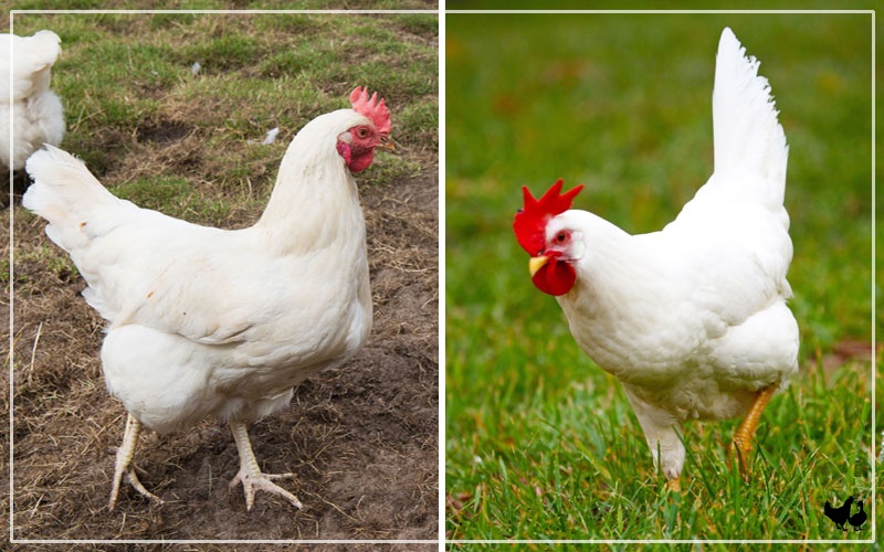 White Leghorn Hen