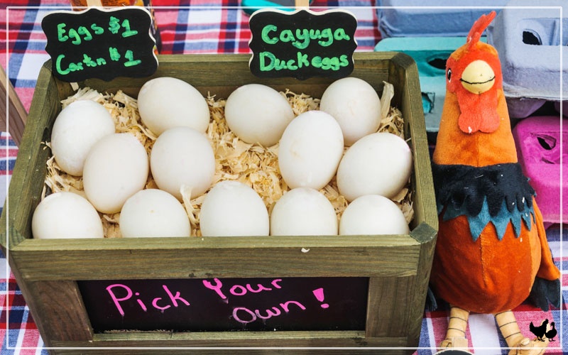 where to buy duck eggs melbourne