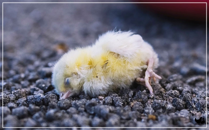 How To Save A Baby Chick From Dying at francesahoseyo blog