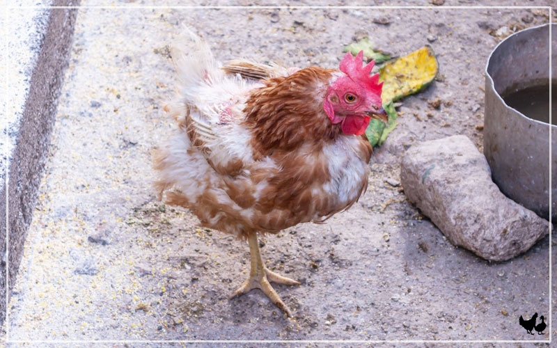 Why is My Chicken Having Diarrhea and Losing Feathers? LearnPoultry