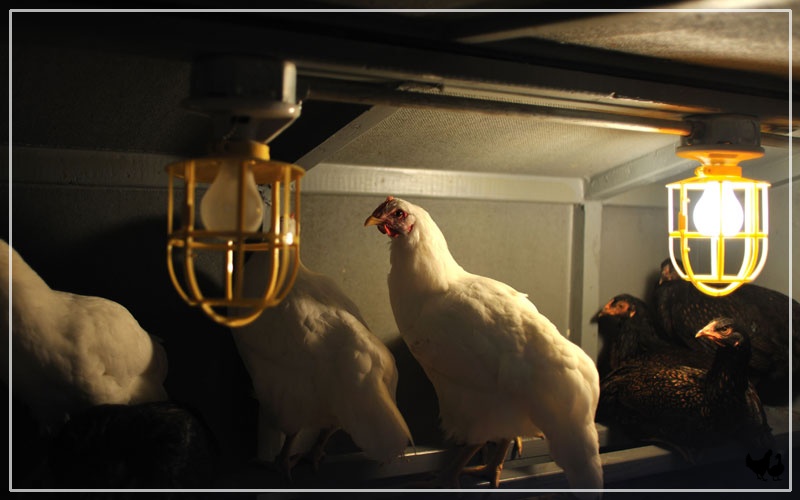 chickens-need-light-night.jpg