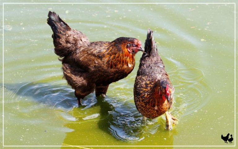 how high can a chicken fly with clipped wings