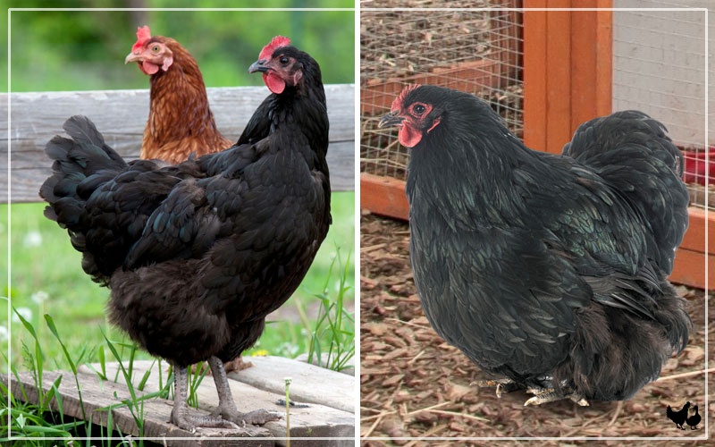 jersey-giant-vs-orpington-what-is-the-difference-learnpoultry