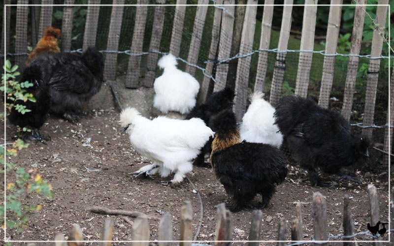 silkie chicken bones