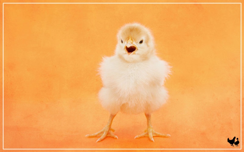 Why do Baby Chicks Chirp So Loud? - LearnPoultry