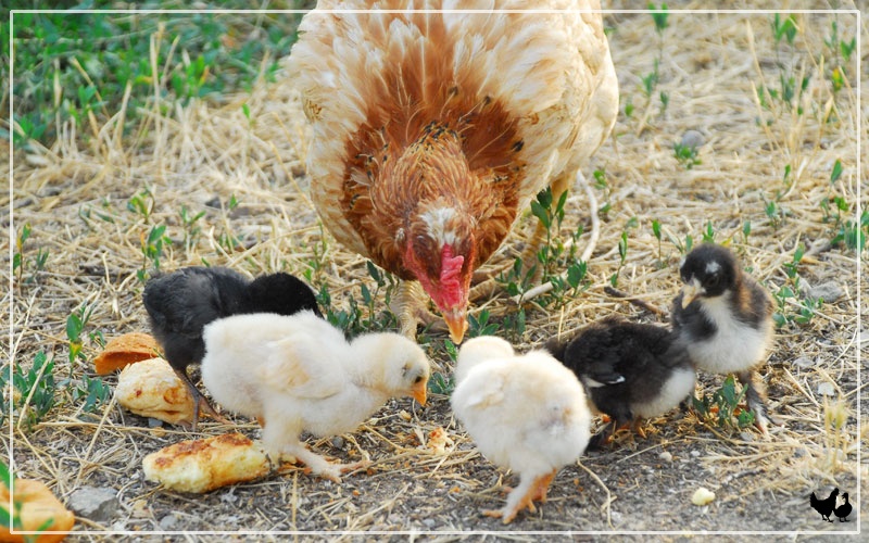 Are Chickens Sentient Beings? – On Being a Mother Hen - 18 April