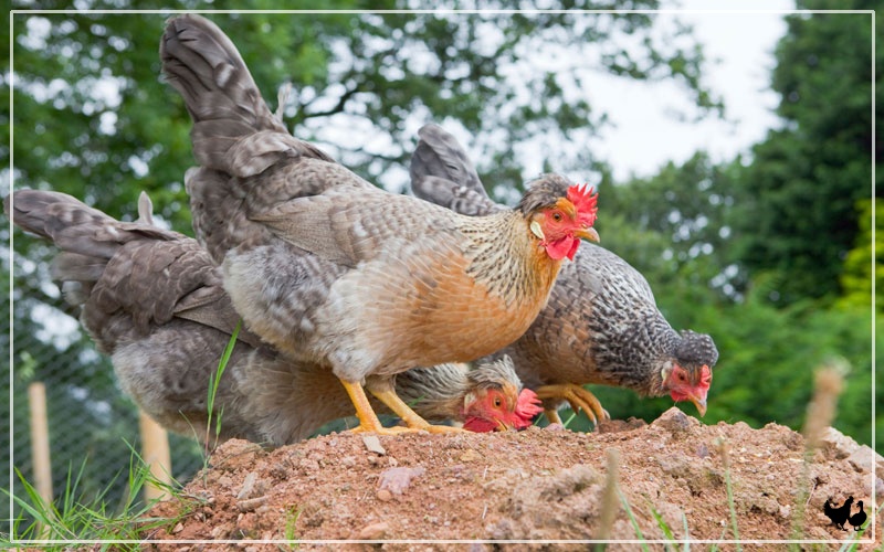 Why do Chickens Eat Rocks and Stones? LearnPoultry