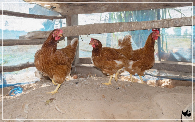 Can You Use Sand in Chicken Coop? Pros & Cons LearnPoultry