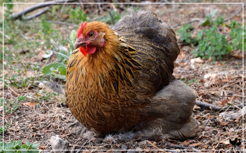 Pekin Bantam Chickens