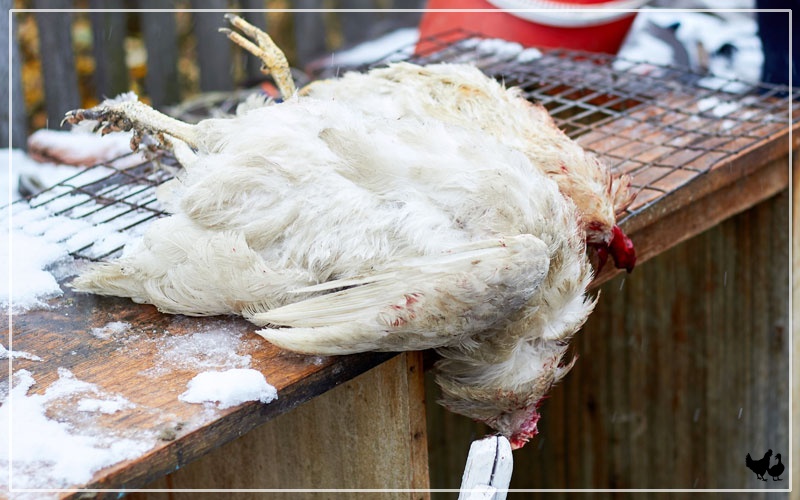 can i shoot a dog attacking my chickens