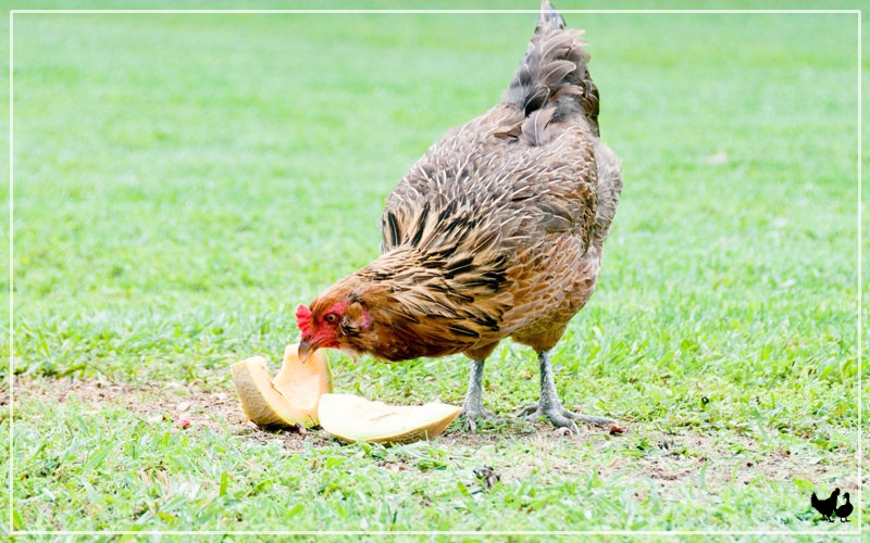 can-chickens-eat-honeydew-melon-learnpoultry