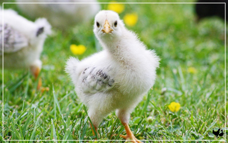 How Fast Do Chickens Grow? LearnPoultry