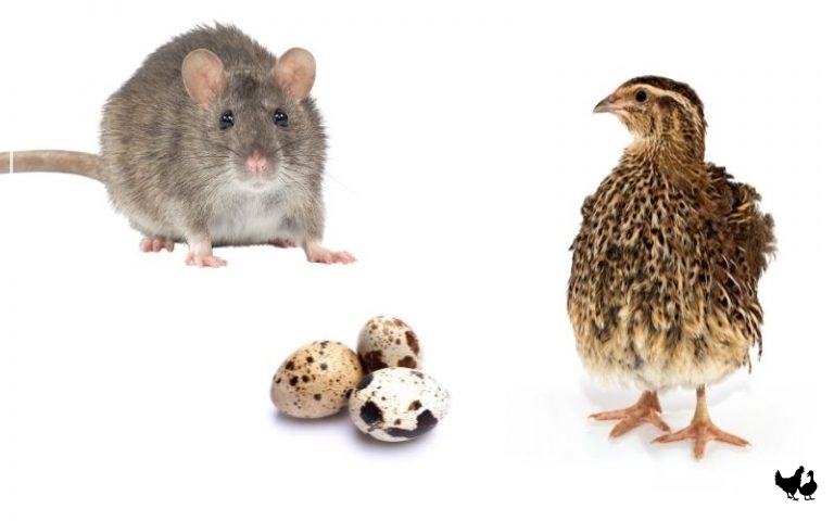 When Do Quails Start Laying Eggs? - LearnPoultry