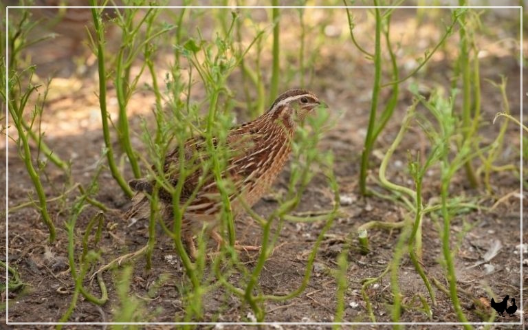 When Do Quails Start Laying Eggs? - LearnPoultry