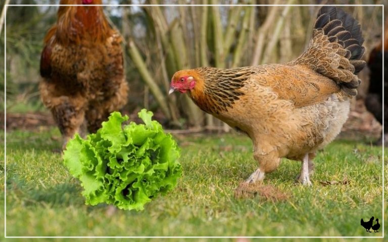 Captivating Can Chickens Eat Romaine Lettuce Wallpaper Digital Art Captivating Can Chickens Eat Romaine Lettuce Wallpaper Digital Art