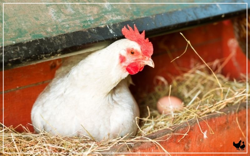 Do Chickens Need to Mate to Lay Eggs?