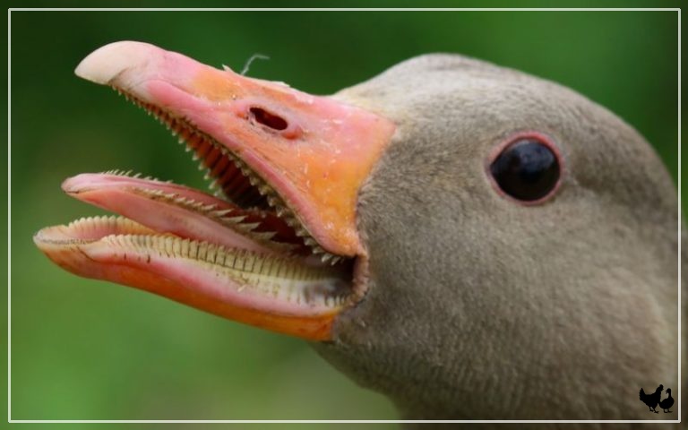 Do Geese Have Teeth? Interesting Facts - LearnPoultry
