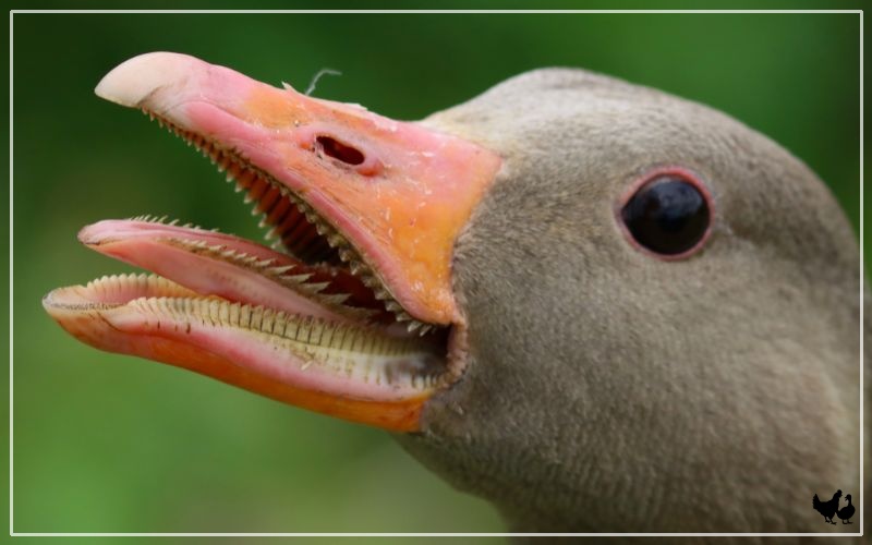 Do Geese Have Teeth Interesting Facts LearnPoultry