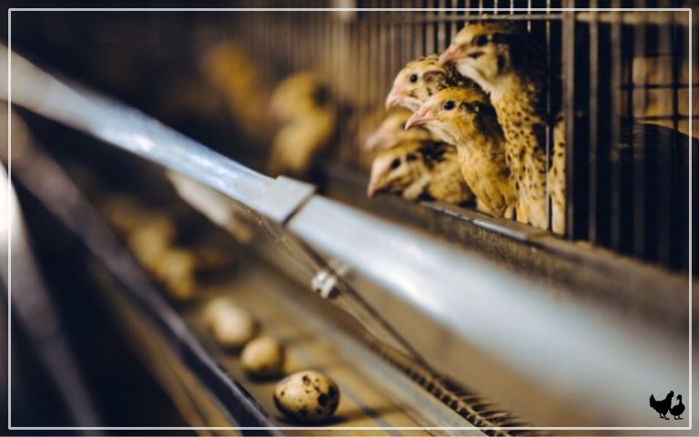 When Do Quails Start Laying Eggs? - LearnPoultry