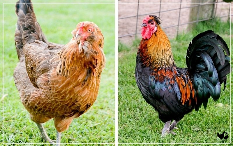 araucana rooster vs hen