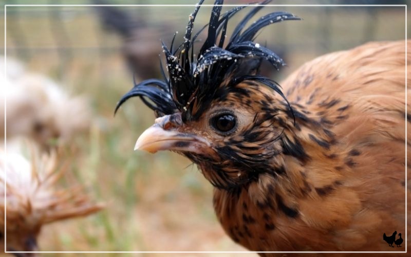 13 Crested Chicken Breeds - Facts & Pictures - LearnPoultry