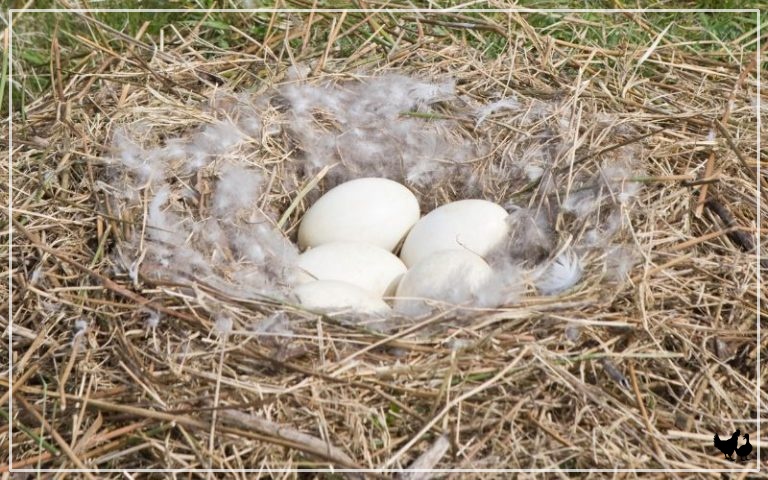 When Do Geese Lay Eggs? - LearnPoultry