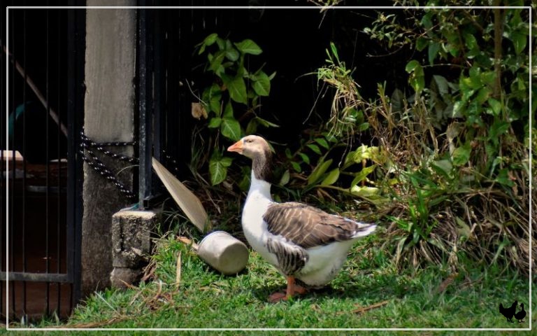 How Long do Geese Live? - LearnPoultry